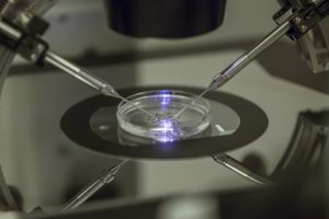 IVF