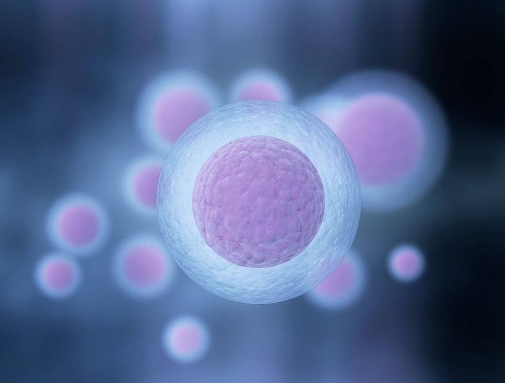 Egg Donation Fertility Solutions