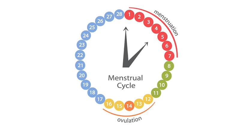menstrual cycle