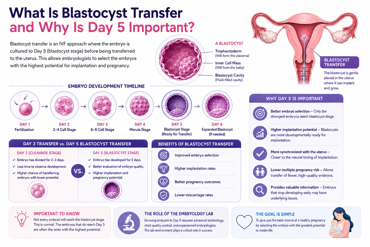 What Is Blastocyst Transfer? Why Day 5 Embryos Are So Important in IVF 2 Blastocyst Transfer